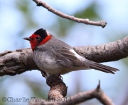 6S3A1720Red-Faced_Warbler