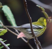 6S3A1759Townsend'sWarbler