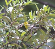 6S3A1765Townsend'sWarbler