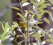 6S3A1767Townsend'sWarbler