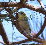 6S3A1867Juv_Hermit_Warbler