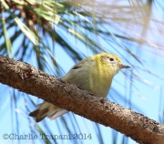 6S3A1873Juvenile_Hermit_Warbler