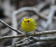 6S3A2465Wilson'sWarbler