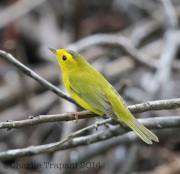 6S3A2468Wilson's_Warbler