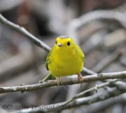 6S3A2470Wilson'sWarbler