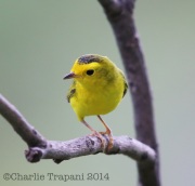6S3A2473Wilson's_Warbler