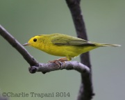 6S3A2475Wilson's_Warbler