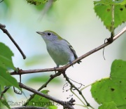 6S3A3344Chestnut-SidedWarbler