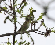 6S3A3388Bay-BreastedWarbler