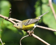 6S3A3489Magnolia_Warbler_1yF