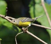 6S3A3491MagnoliaWarbler_1yF