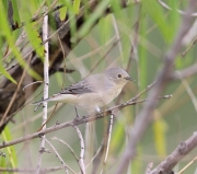 6S3A4166Lucy'sWarbler