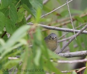 6S3A4170Lucy's_Warbler