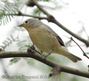6S3A4194Lucy's_Warbler