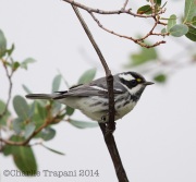 6S3A4590Black-Throated_Gray_warbler