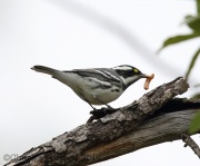 6S3A4611Black-Throated_Gray_Warbler