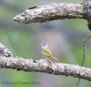 6S3A4946MourningWarbler