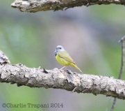 6S3A4948MourningWarbler