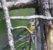 6S3A4963MourningWarbler