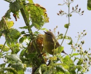 6S3A5089Orange-Crowned_Warbler