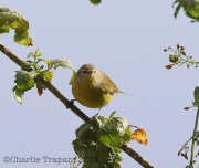 6S3A5092Orange-Crowned_Warbler
