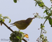 6S3A5094Orange-Crowned_Warbler