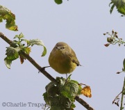6S3A5096Orange-Crowned_Warbler