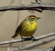 6S3A5446Palm_Warbler copy