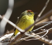 6S3A5473Palm_Warbler copy