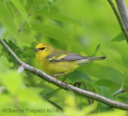 6S3A7551Blue-WingedWarbler-YellowWingBars