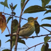 6S3A8693Blackpoll_Warbler
