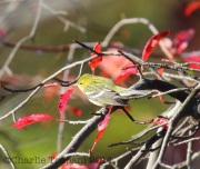 6S3A8801Bay-Breasted_Warbler