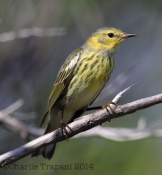 6S3A9283CapeMay_Warbler