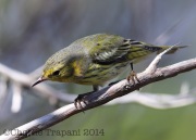 6S3A9290CapeMay_Warbler