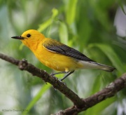 6s3a0004prothonotarywarbler