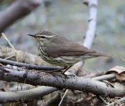 6s3a0080northernwaterthrush