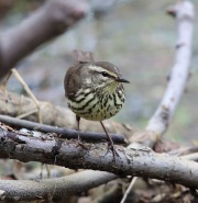 6s3a0084northernwaterthrush