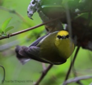 6s3a0098blue-wingedwarbler