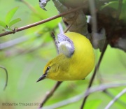 6s3a0100blue-wingedwarbler