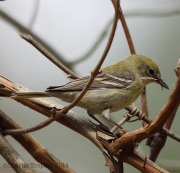 6s3a0209pinewarbler