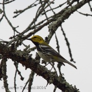 6s3a0254black-throatedgreenwarbler
