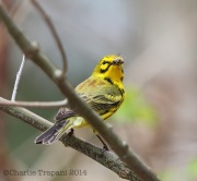 6s3a0464prairiewarbler