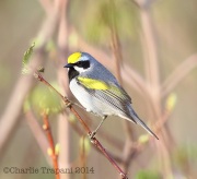 6s3a0793golden-wingewarbler
