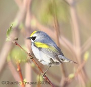 6s3a0795golden-winge warbler