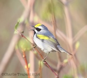 6s3a0797golden-wingedwarbler