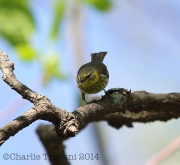 6s3a0845femalecapemaywarbler