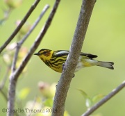 6s3a0873capemaywarbler