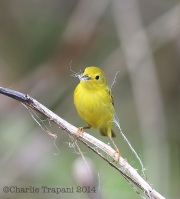 6s3a1064femaleyellowwarbler