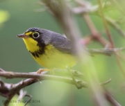 6s3a1770canadawarbler