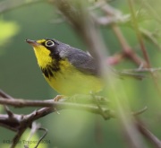 6s3a1773canadawarbler